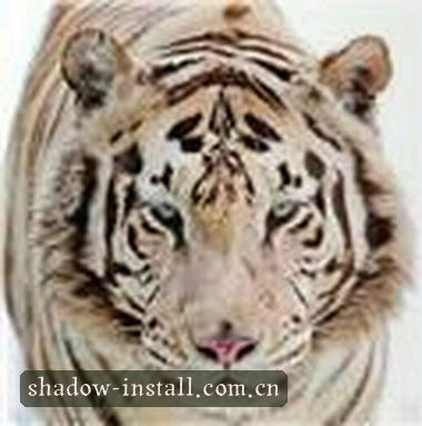 陈明
